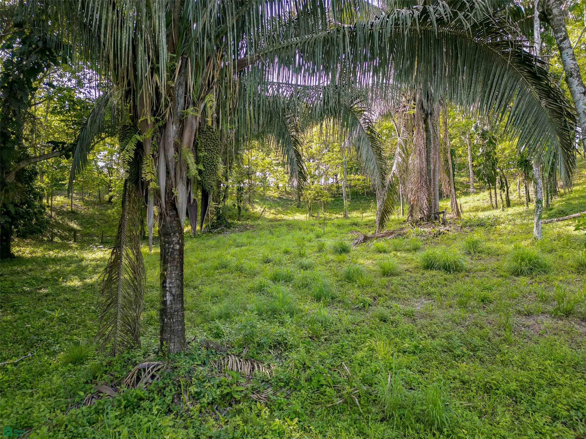 Rainforest Creek Estate