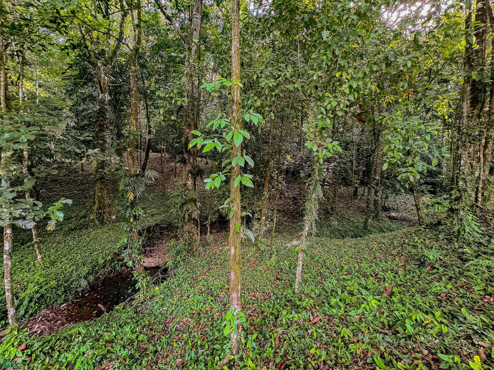 Rainforest Creek Estate