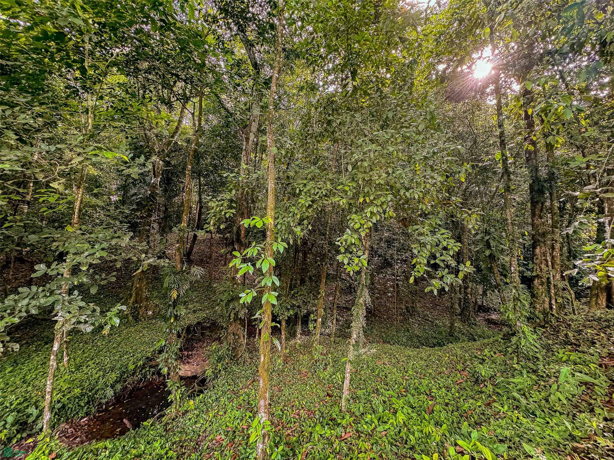 Rainforest Creek Estate