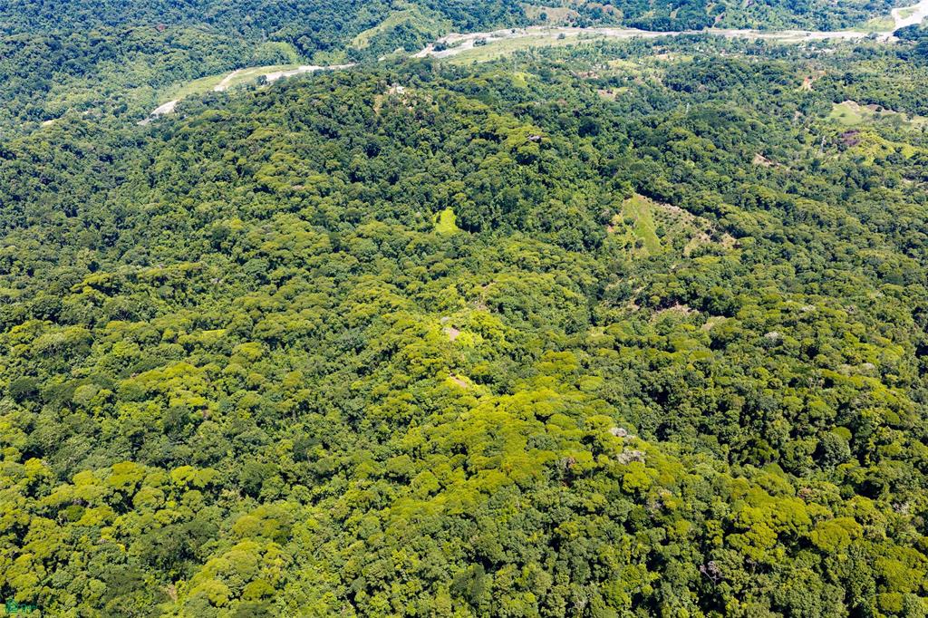 Primary Forest Land