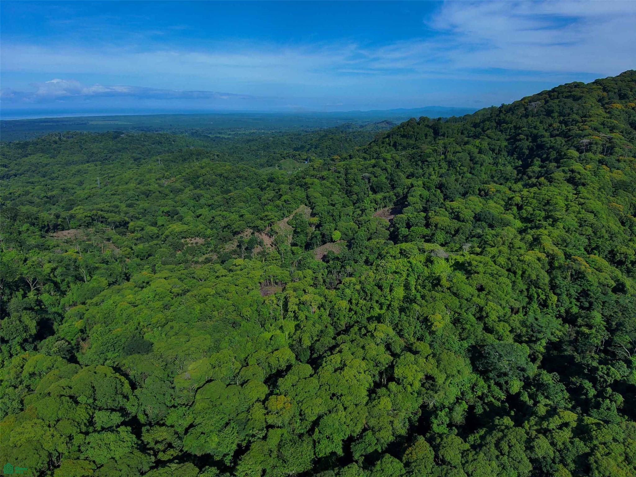 Primary Forest Land