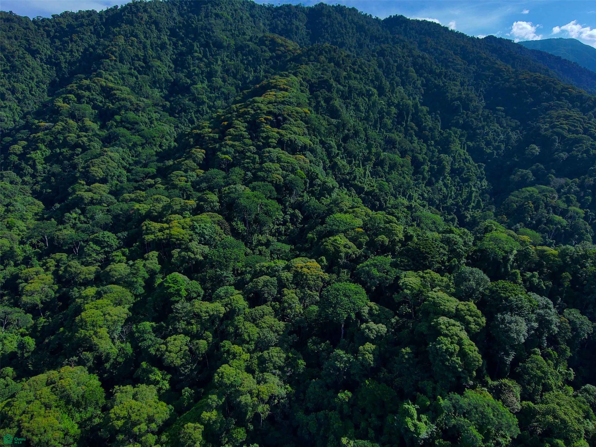 Primary Forest Land