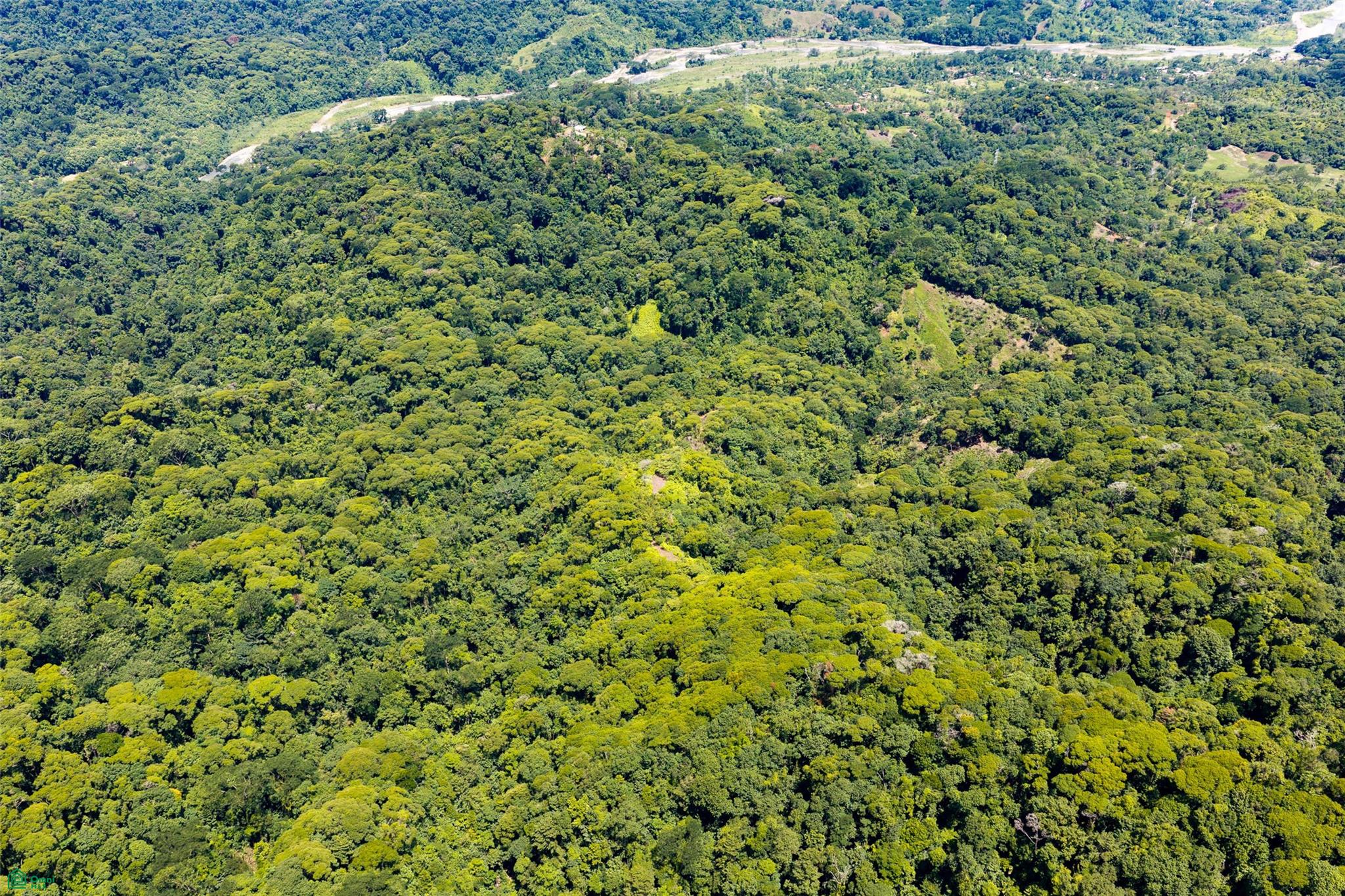 Primary Forest Land
