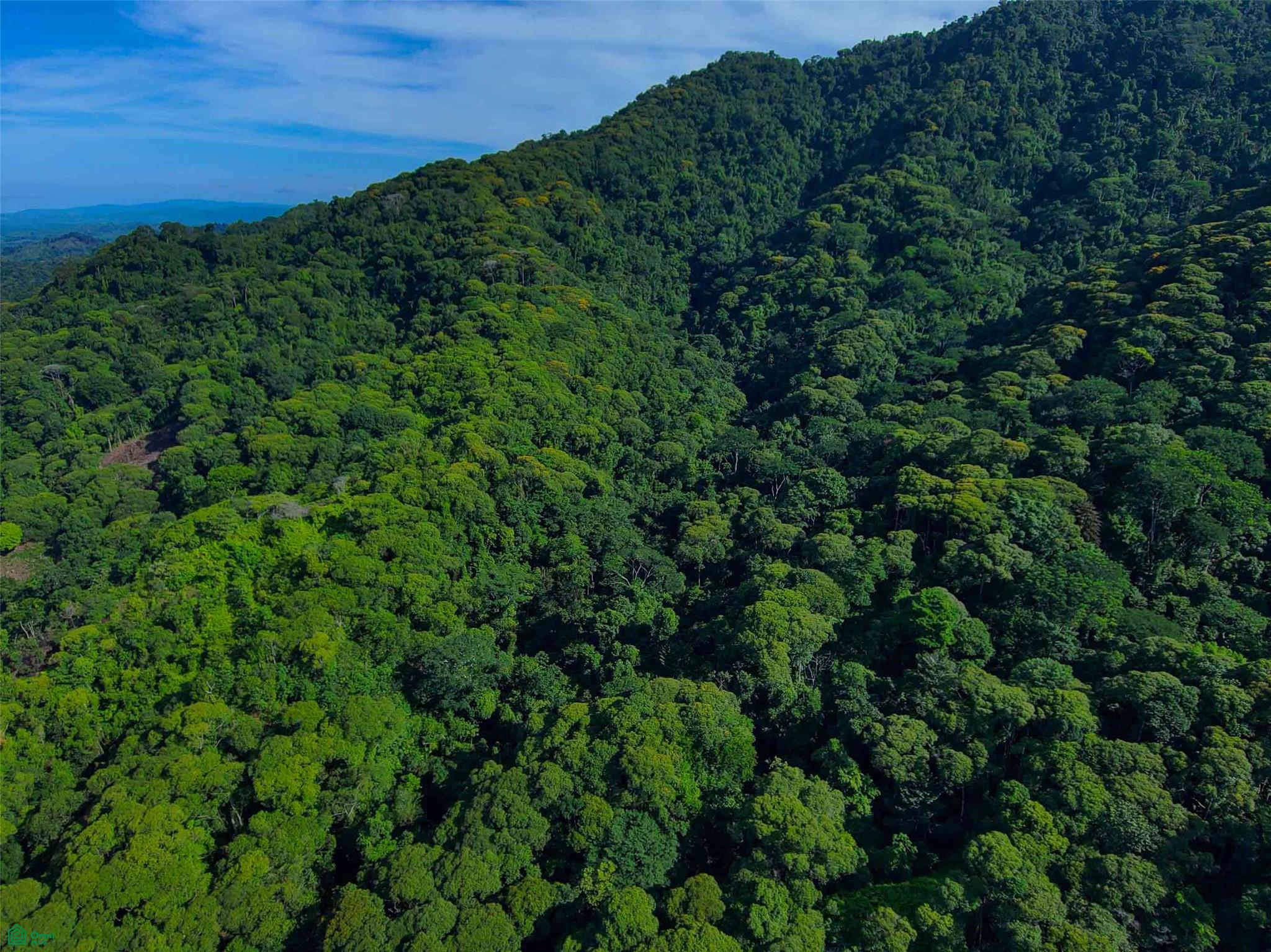 Primary Forest Land