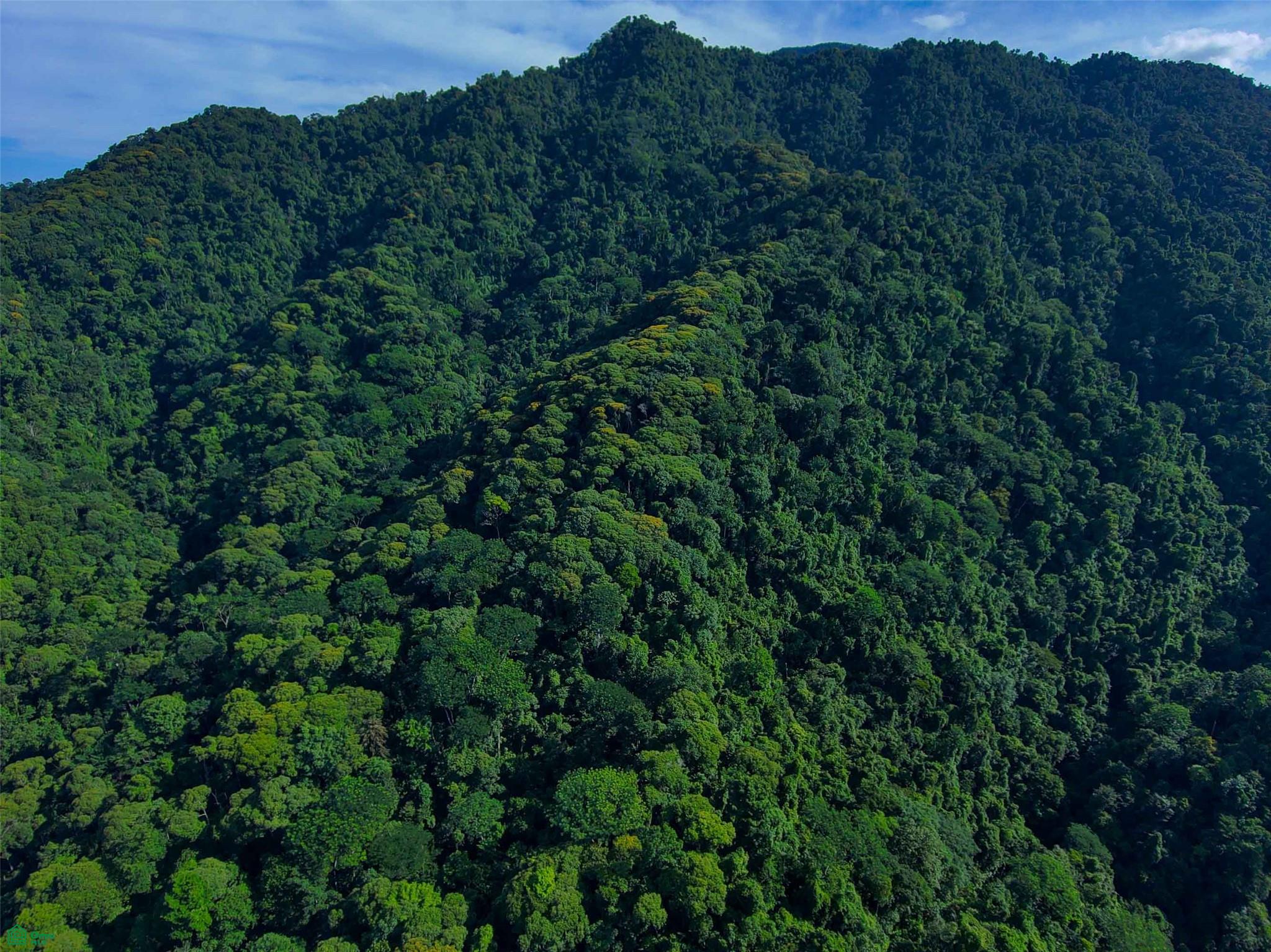 Primary Forest Land