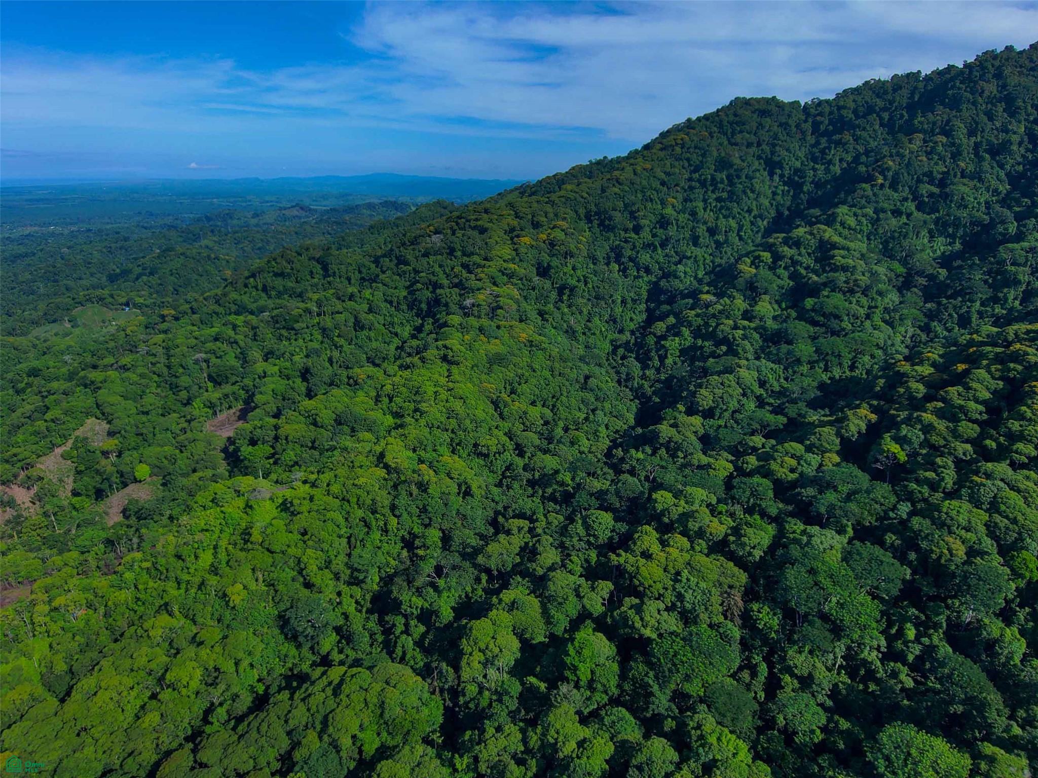 Primary Forest Land