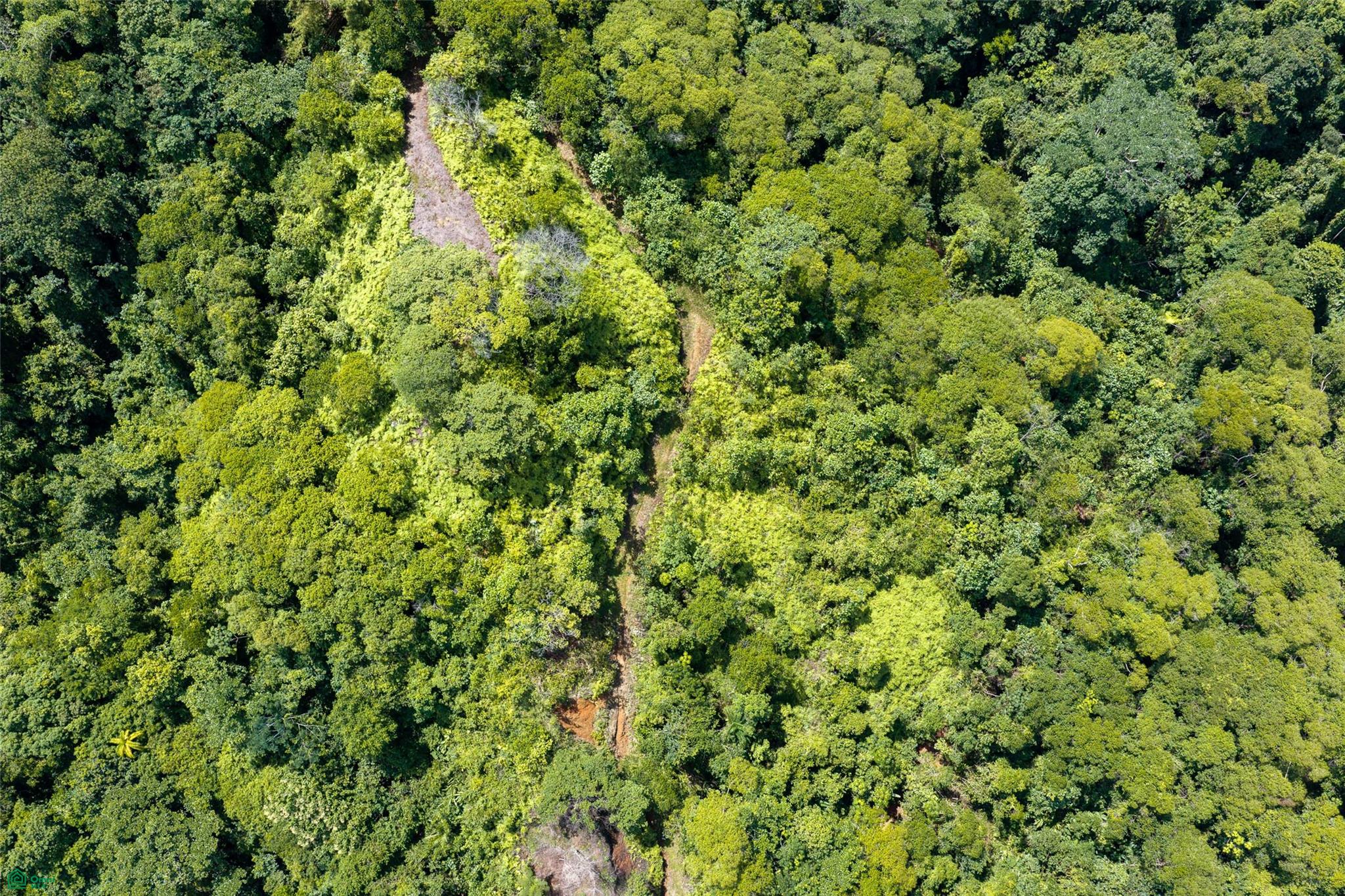 Primary Forest Land