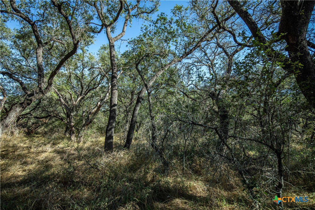 21123 Lamm Road | 73.68± Acres | Bexar County