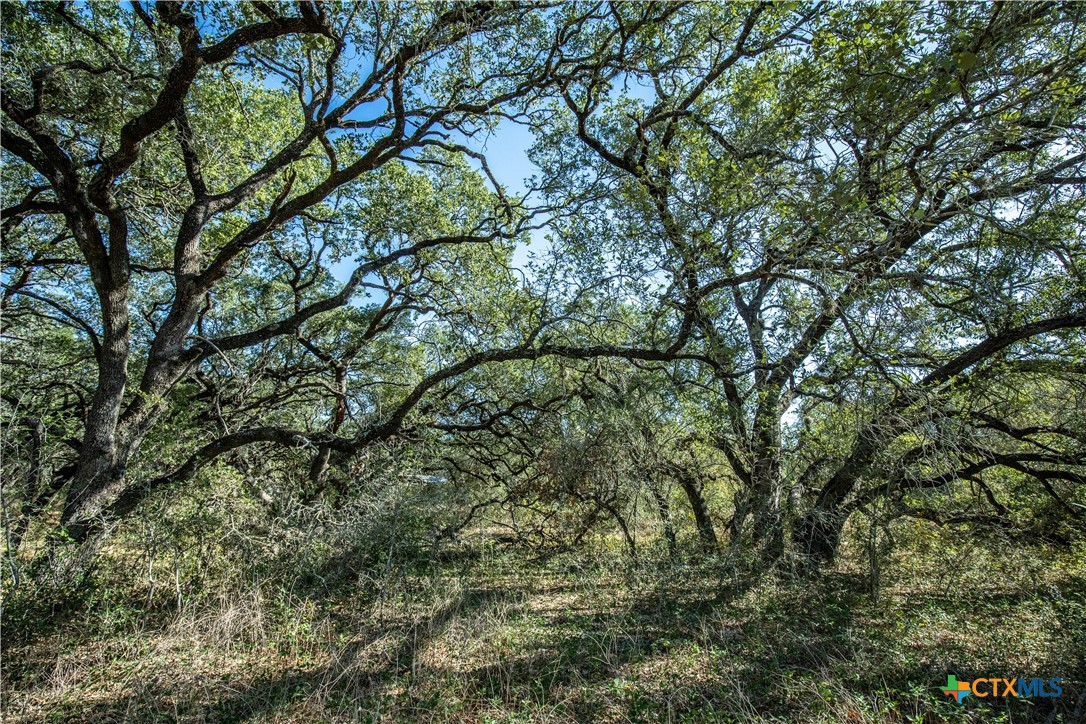 21123 Lamm Road | 73.68± Acres | Bexar County