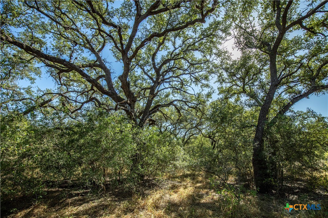 21123 Lamm Road | 73.68± Acres | Bexar County