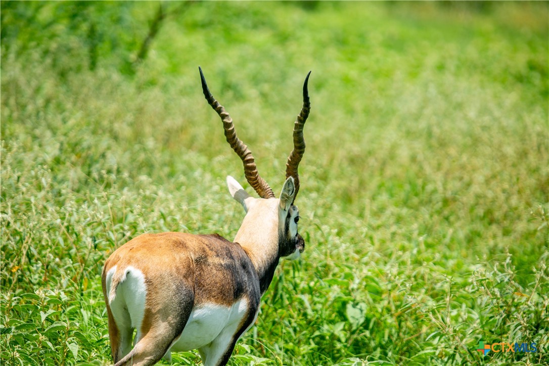 The Settlement at Patriot Ranch | 5.02 Acre Cornerstone Lot | Luling, TX