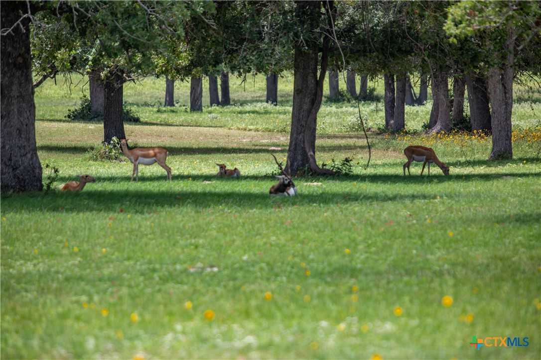 The Settlement at Patriot Ranch | 5.02 Acre Cornerstone Lot | Luling, TX