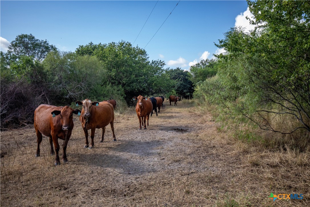Rancho Refugio | 161± Acres | Refugio County