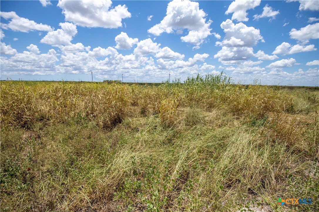San Patricio County | 39.94 Acre Hay Field