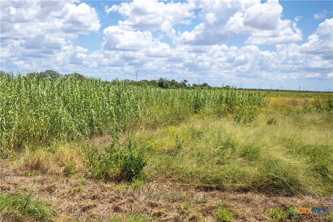 San Patricio County | 39.94 Acre Hay Field