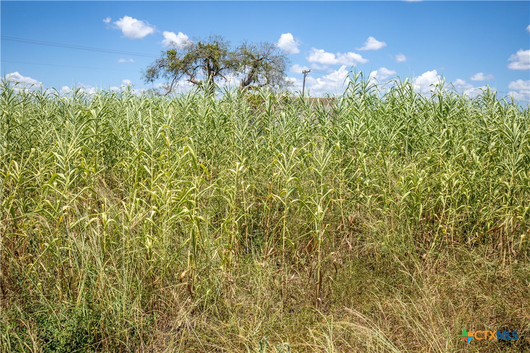 San Patricio County | 39.94 Acre Hay Field