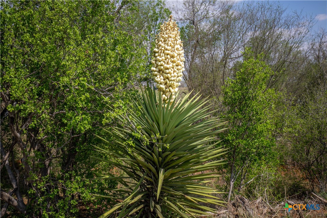 Goose Creek Ranch | 22.25± Acres | Atascosa County
