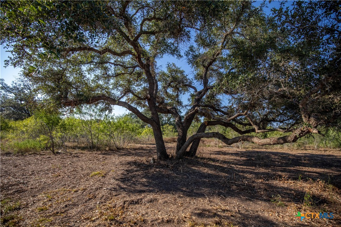Spanish Moss Oak Ranchito | 109± Acres | DeWitt County