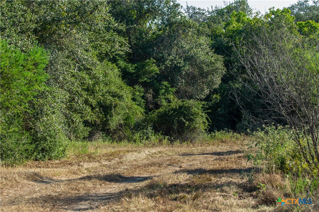 Spanish Moss Oak Ranchito | 109± Acres | DeWitt County