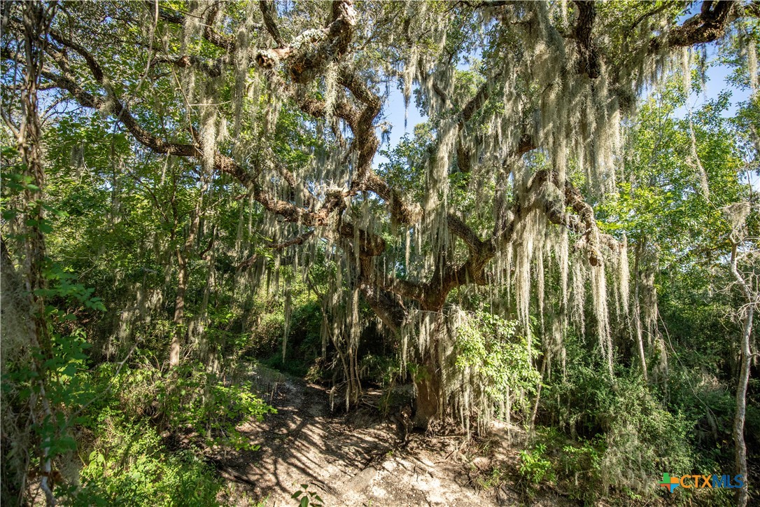 Spanish Moss Oak Ranchito | 109± Acres | DeWitt County