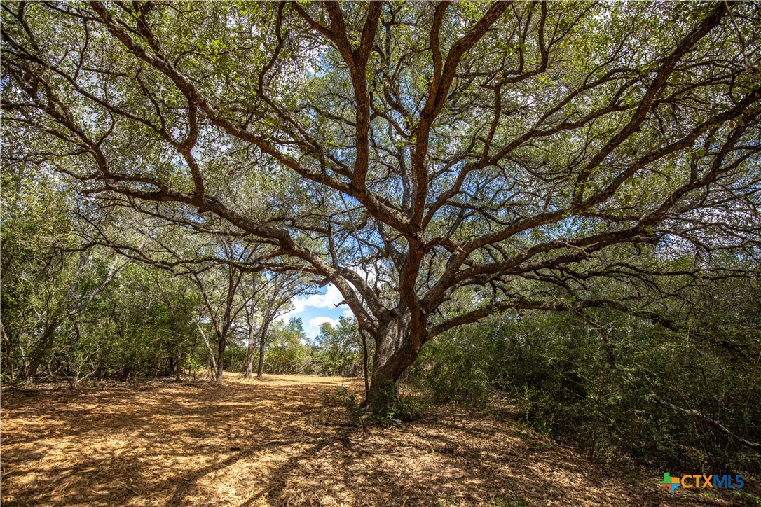 Ratcliff 55 | 55± Acres | Cuero, Dewitt County, TX
