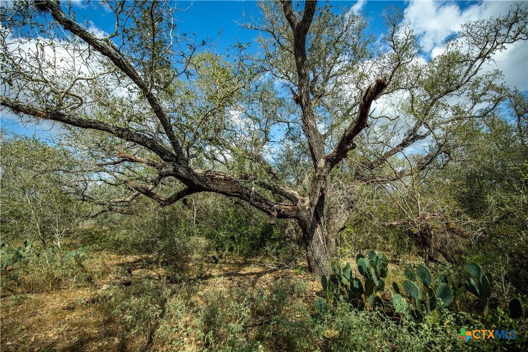 LLB Ranch | 50± Acres | DeWitt County