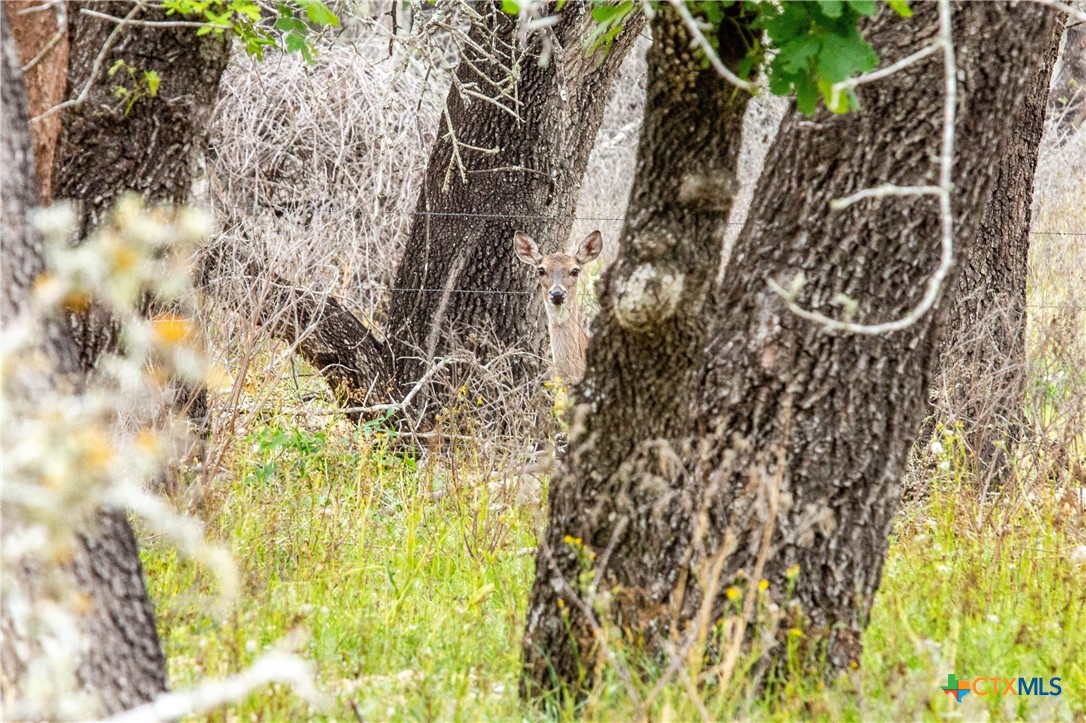 The Corner Pocket | 113 +/- Acres | Wilson County