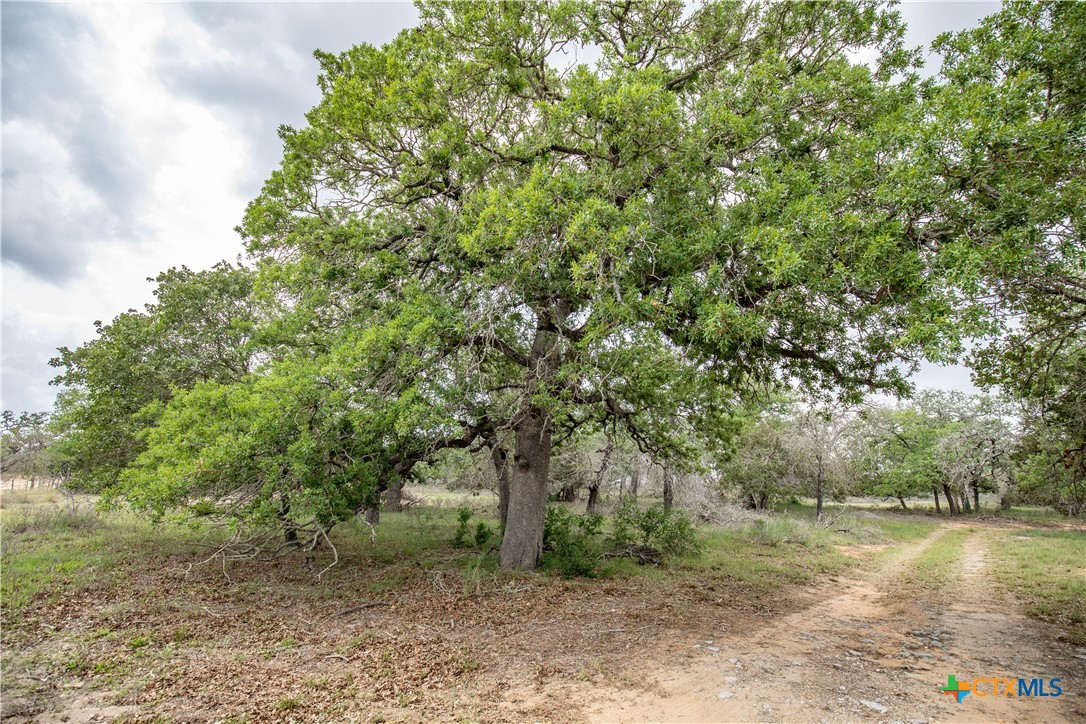 The Corner Pocket | 113 +/- Acres | Wilson County