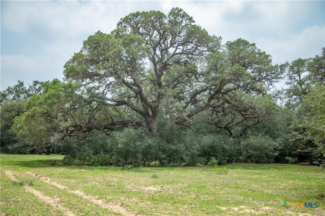 Five Mile Creek Reserve | 252.73± Acres-High Fence | DeWitt County, TX