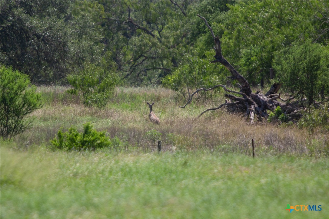 Heritage Oaks Ranch | 125± Acres | Yorktown, DeWitt County