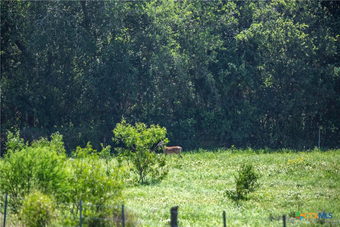 Heritage Oaks Ranch | 125± Acres | Yorktown, DeWitt County