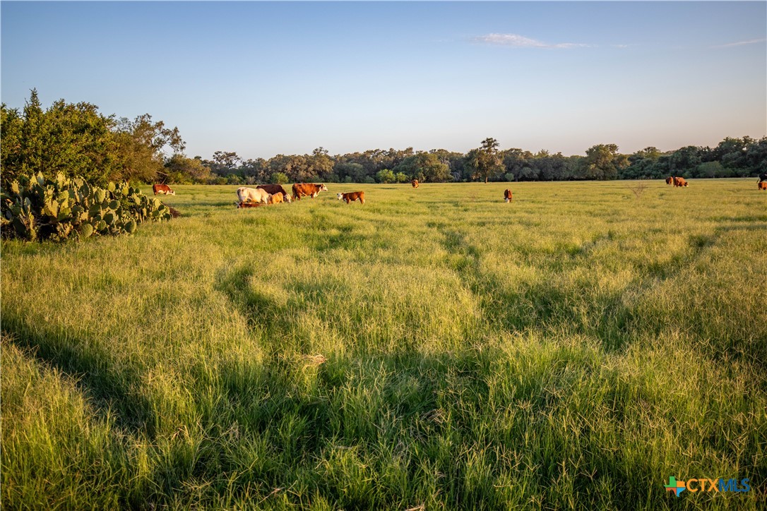 Heritage Oaks Ranch | 125± Acres | Yorktown, DeWitt County