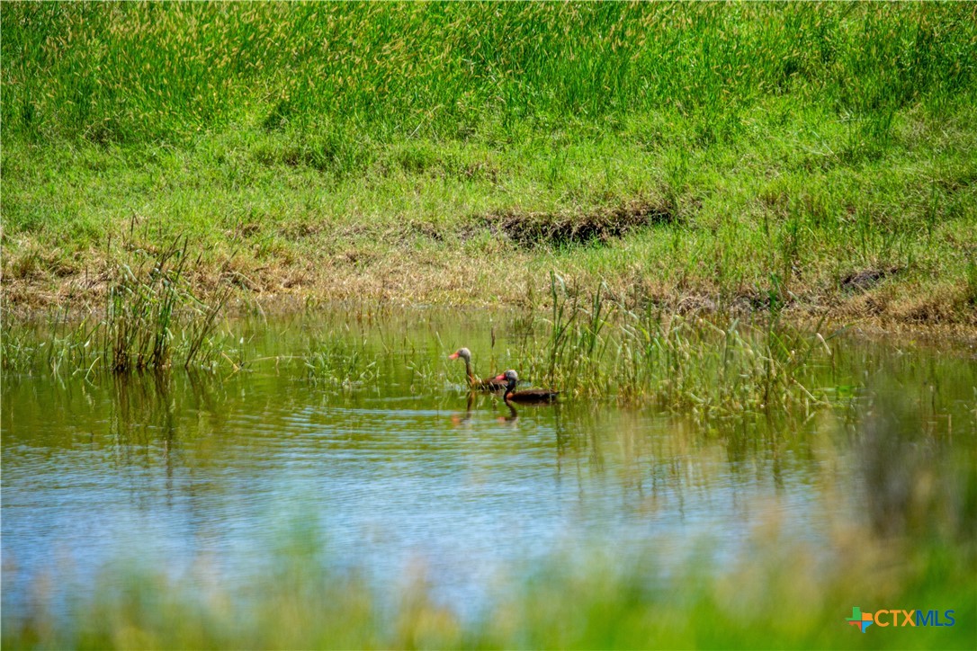 Heritage Oaks Ranch | 125± Acres | Yorktown, DeWitt County