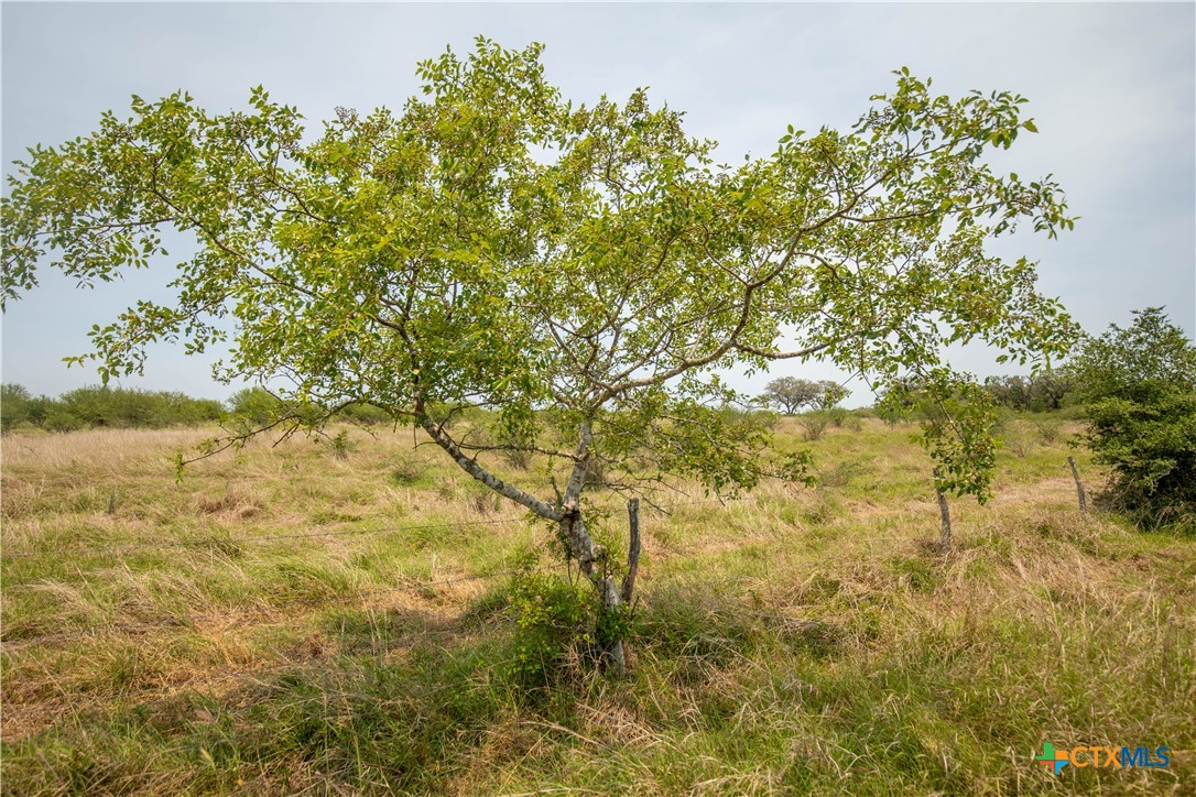 32.56± Acres | Cuero, DeWitt County, TX | Green DeWitt Rd