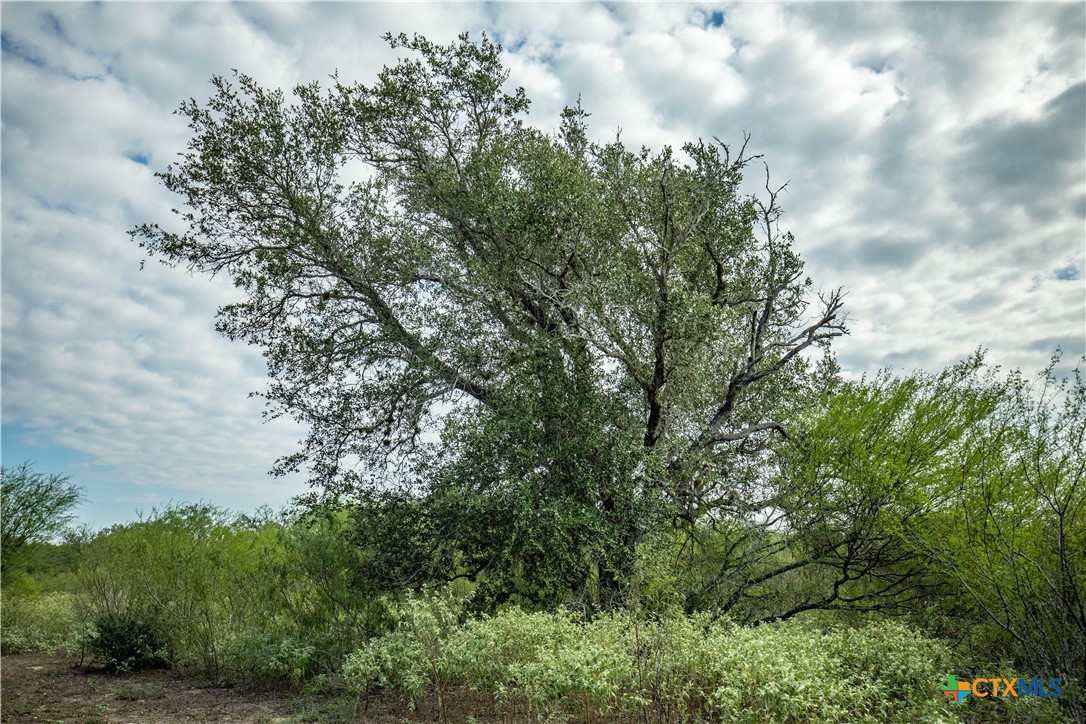 The Earl Williams Road Farm | 118.75± Acres | DeWitt County, Texas