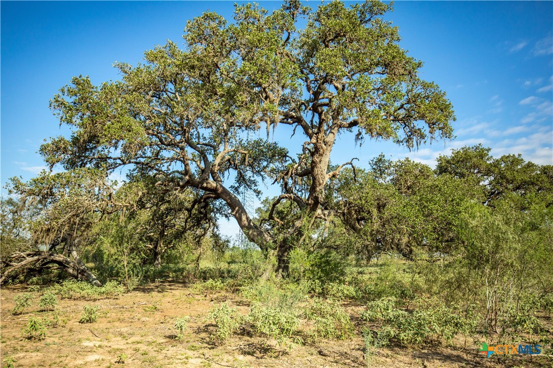The Earl Williams Road Farm | 118.75± Acres | DeWitt County, Texas