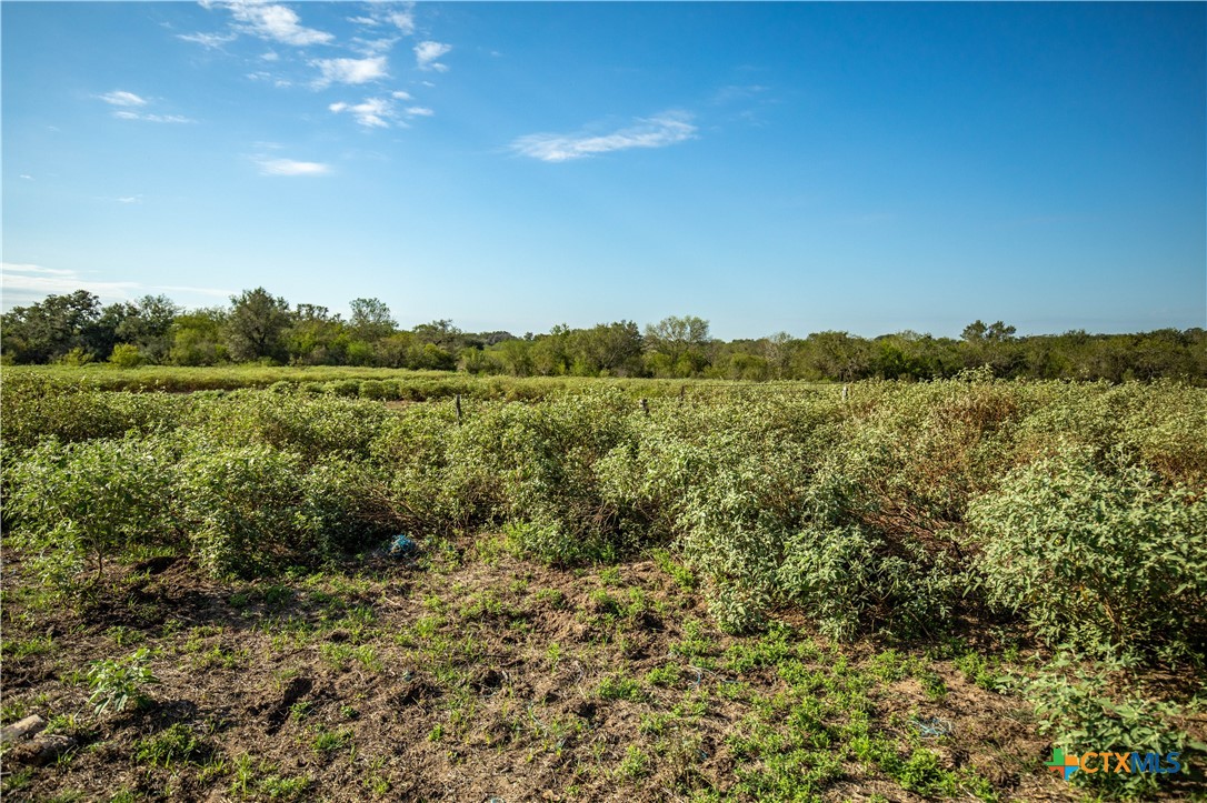 The Earl Williams Road Farm | 118.75± Acres | DeWitt County, Texas