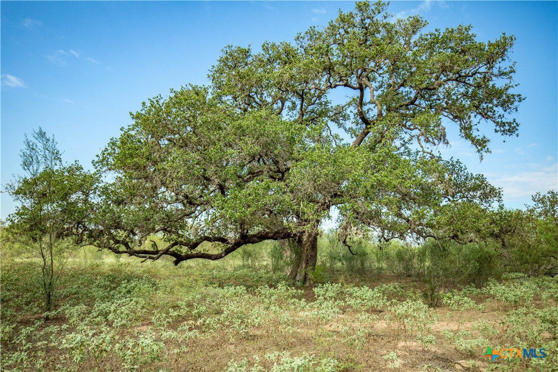 The Earl Williams Road Farm | 118.75± Acres | DeWitt County, Texas