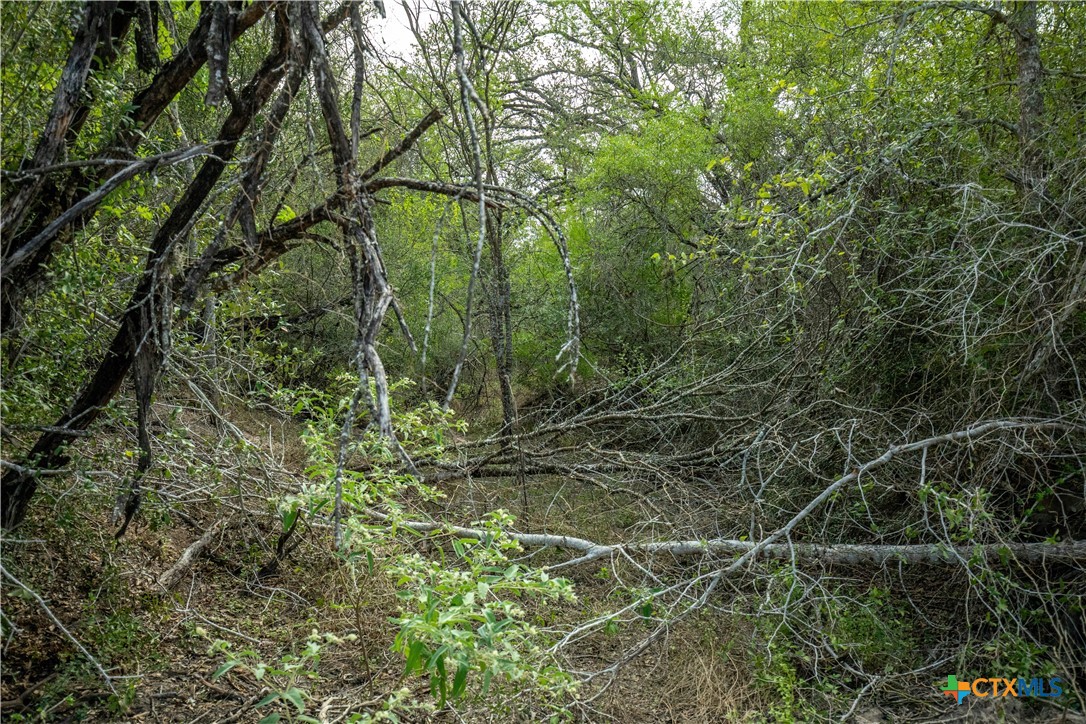 The Earl Williams Road Farm | 118.75± Acres | DeWitt County, Texas