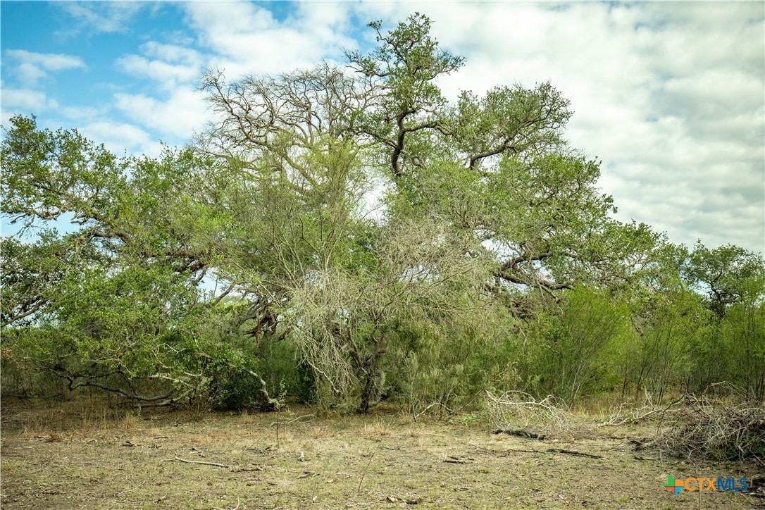 The Earl Williams Road Farm | 118.75± Acres | DeWitt County, Texas