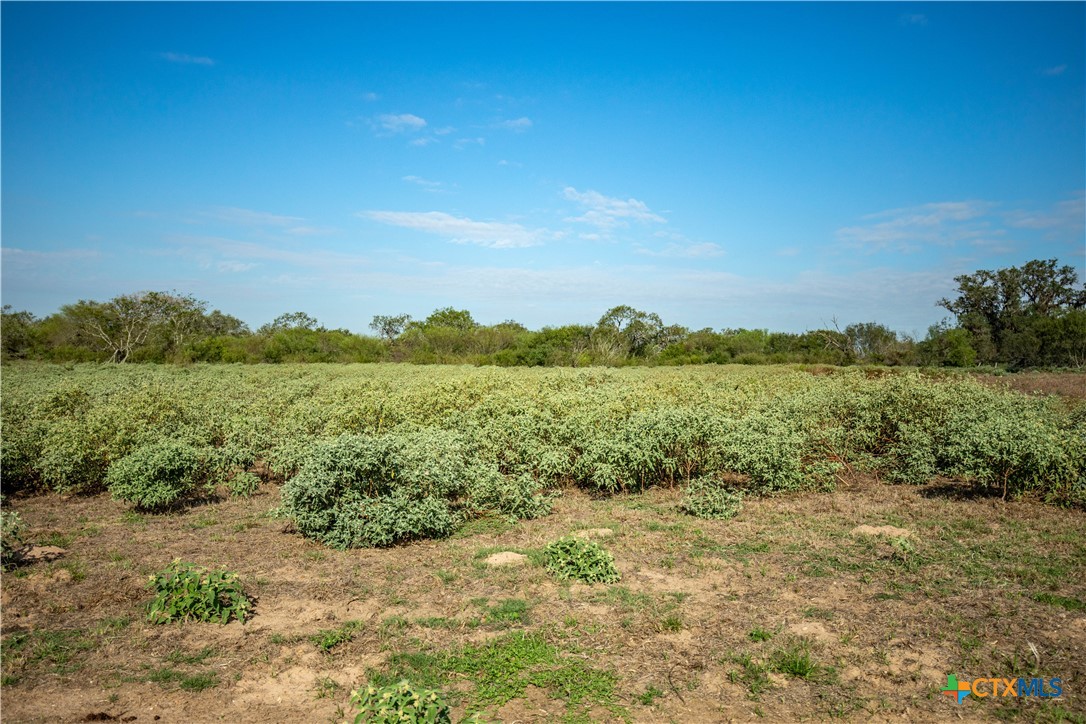 The Earl Williams Road Farm | 118.75± Acres | DeWitt County, Texas