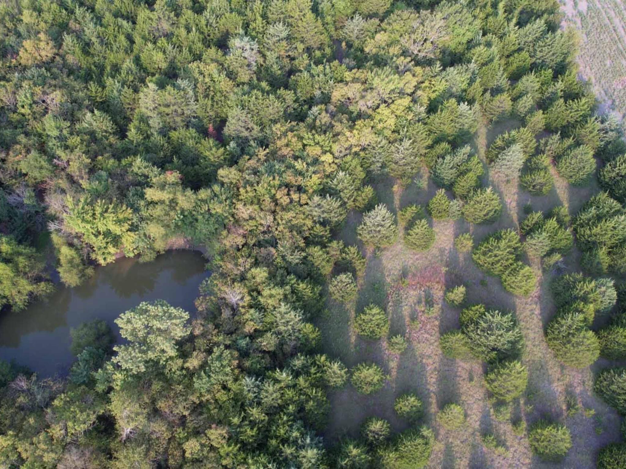 51.1 Acres County Road 3603