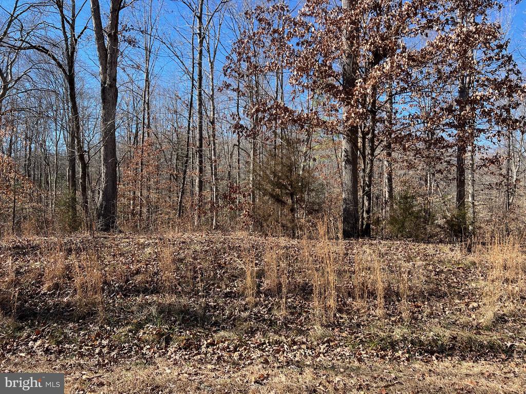 Wooded vacant lot with leaf-covered ground, tall trees, and dry grasses.
