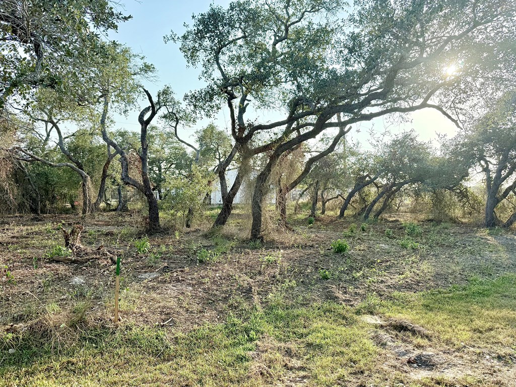 555 Mesquite Tree Loop