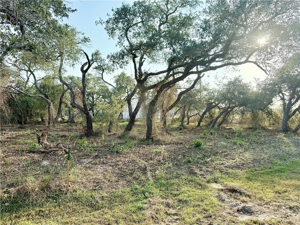 555 Mesquite Tree Loop