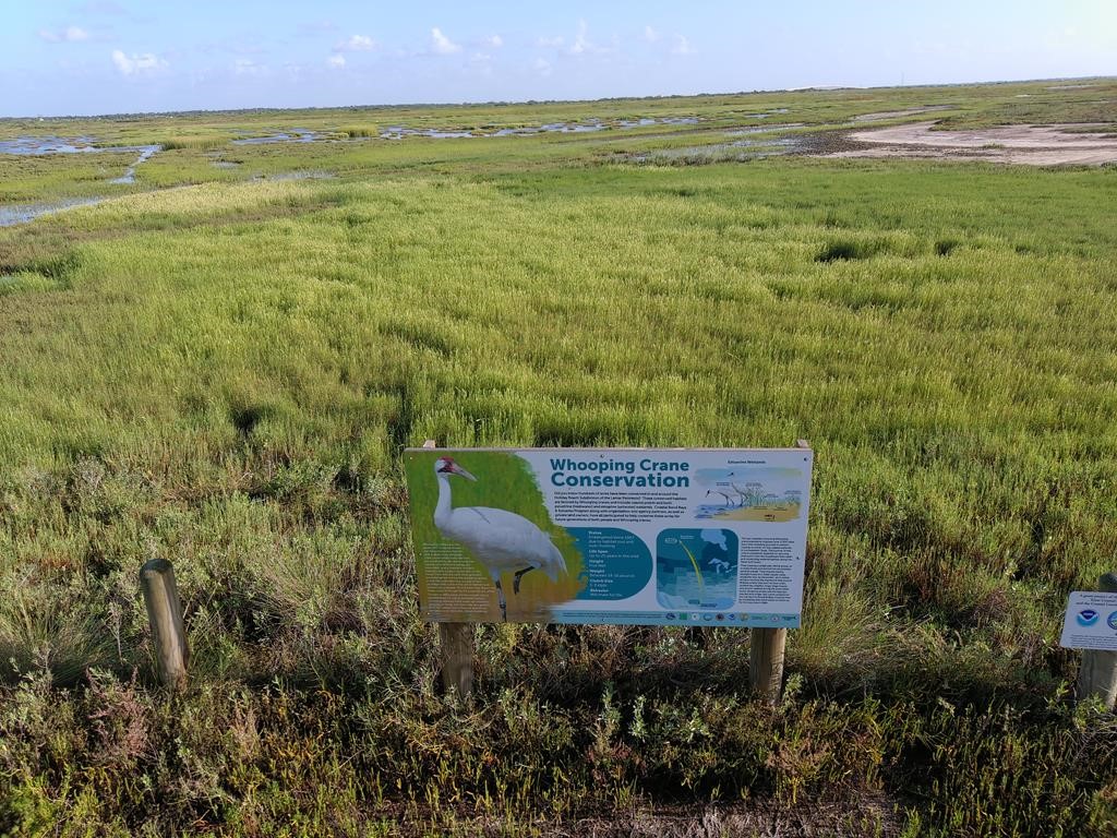 555 Mesquite Tree Loop