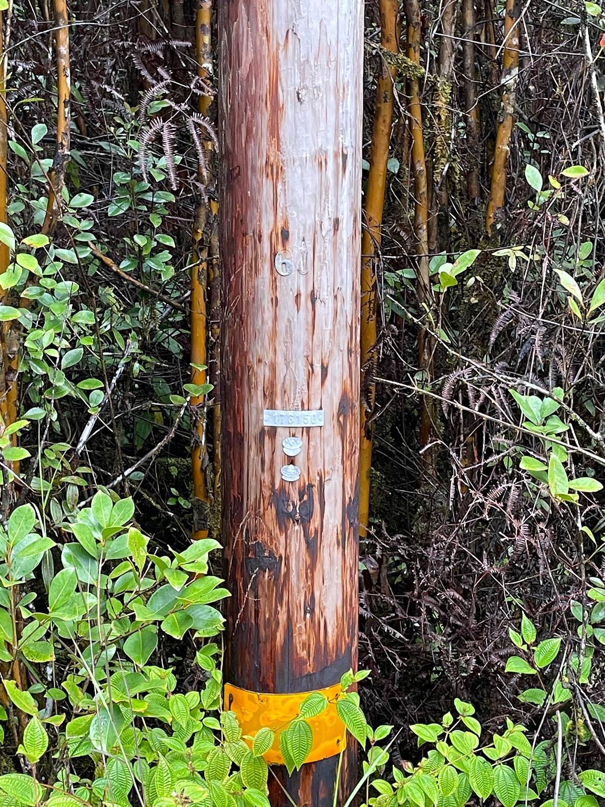 PALAINUI AVE