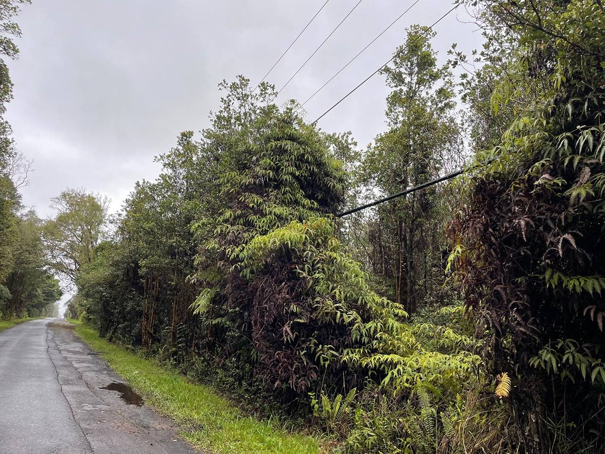 PALAINUI AVE