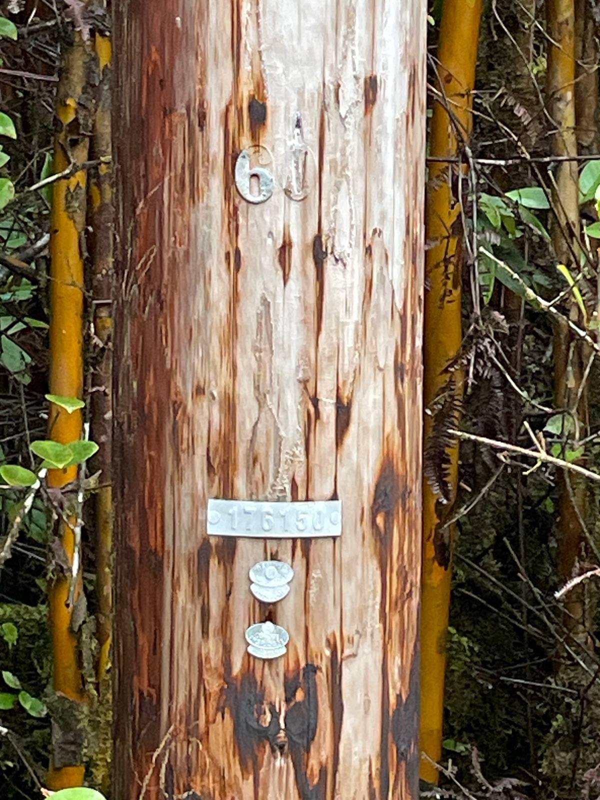 PALAINUI AVE