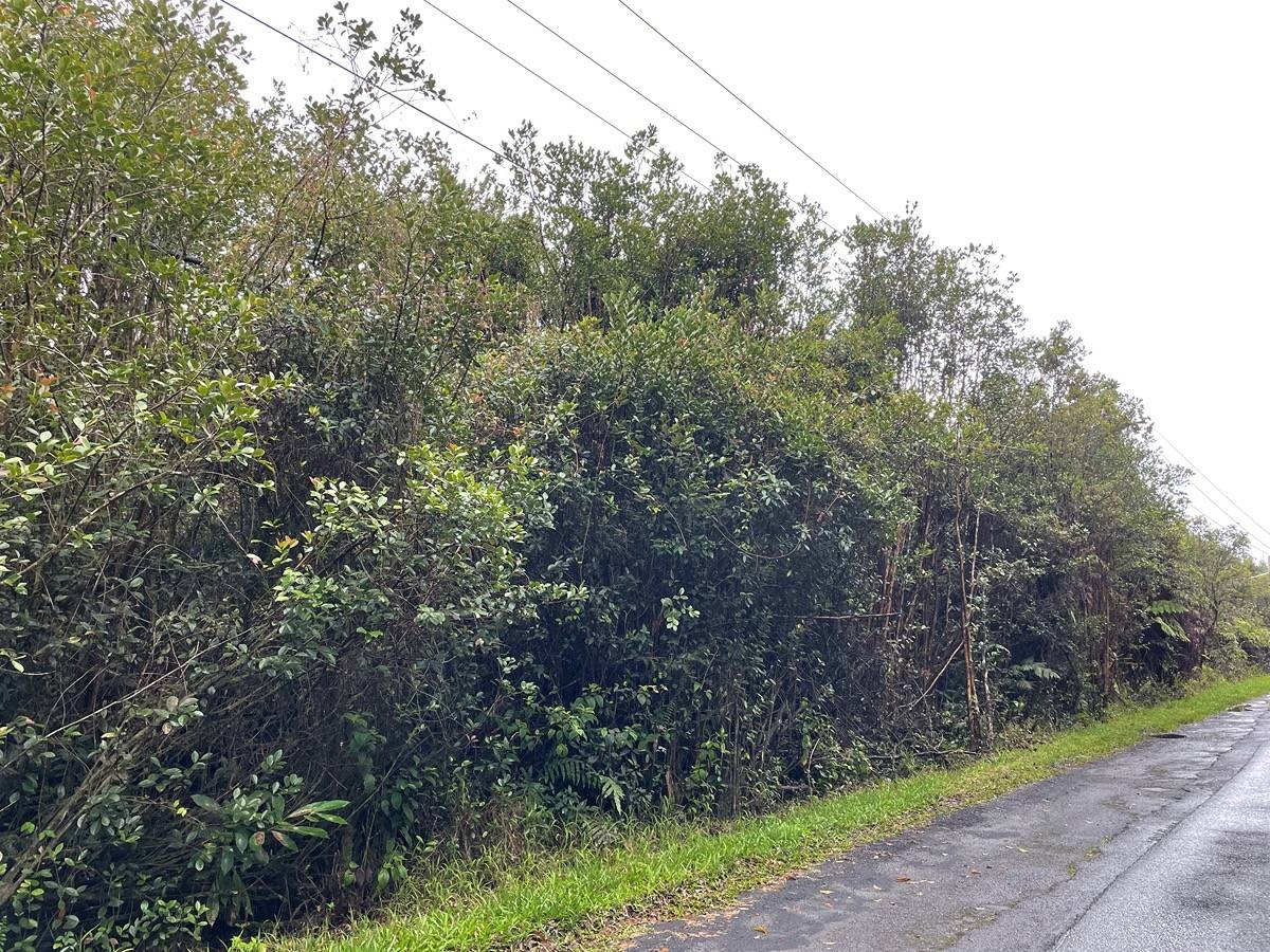 PALAINUI AVE